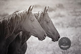 Soul Sisters Horse Canvas Wall Art