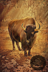 Roaming the Sybille Buffalo Canvas Wall Art