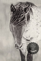 Shy Boy in the Storm Western Horse Canvas Wall Art